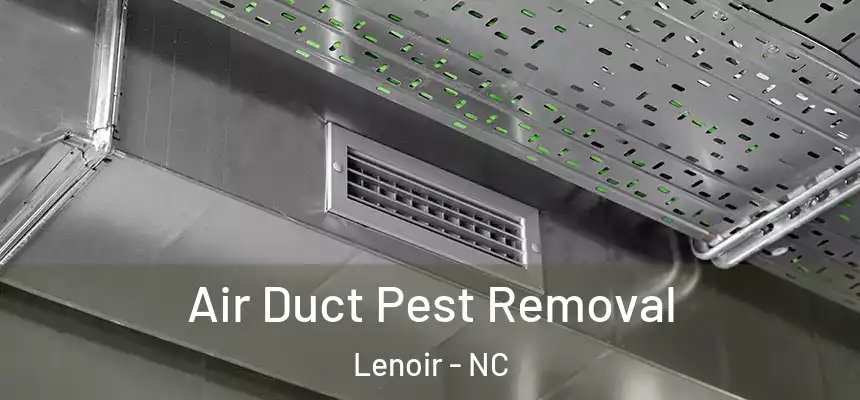 Air Duct Pest Removal Lenoir - NC