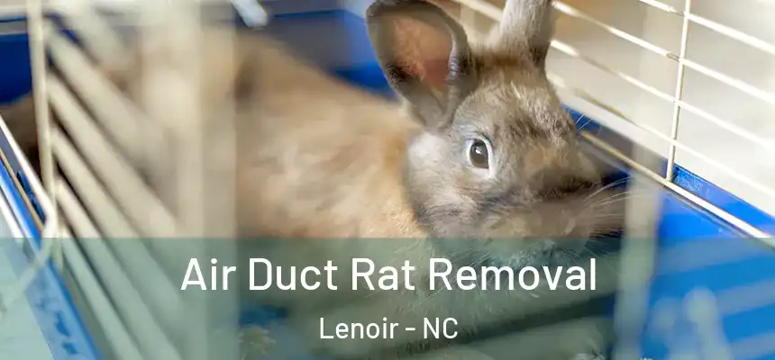  Air Duct Rat Removal Lenoir - NC