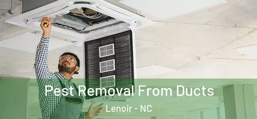 Pest Removal From Ducts Lenoir - NC